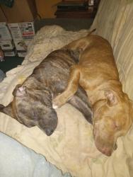 Lost Male Dog last seen Sinclair Ave herring run park, Baltimore, MD 21213