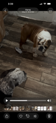 Lost Female Dog last seen Christie St/ Blanchard St, Banning, CA 92220