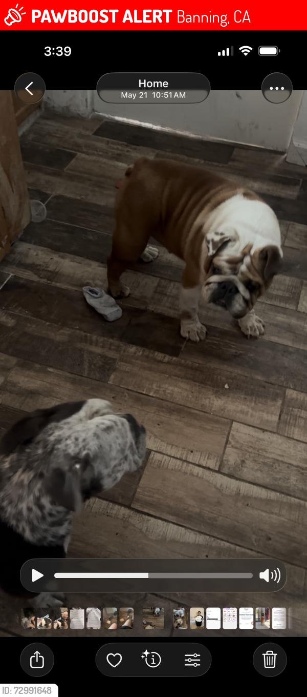Lost Female Dog last seen Christie St/ Blanchard St, Banning, CA 92220