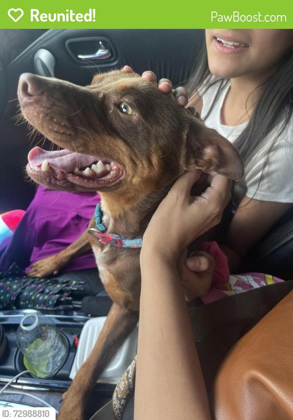 Reunited Male Dog last seen Castle Fraser dr , Houston, TX 77084