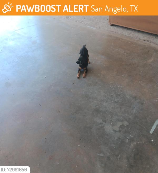Found/Stray Male Dog last seen Garfield st., San Angelo, TX 76901