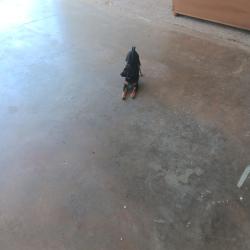 Found/Stray Male Dog last seen Garfield st., San Angelo, TX 76901