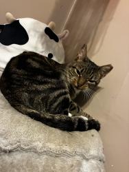Lost Female Cat last seen North lake dr , Morrow, GA 30260