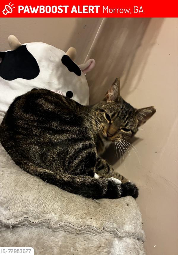 Lost Female Cat last seen North lake dr , Morrow, GA 30260