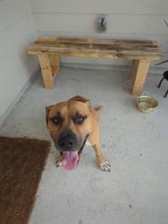 Found/Stray Male Dog last seen Vacek xing way, Richmond, TX 77469
