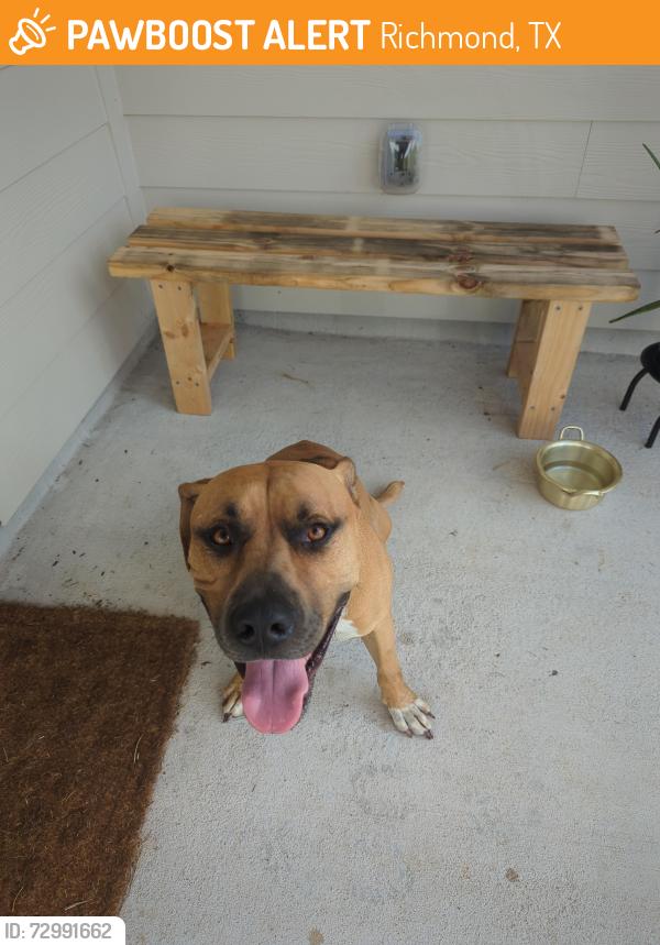 Found/Stray Male Dog last seen Vacek xing way, Richmond, TX 77469