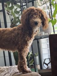 Reunited Male Dog last seen Mullins and W College St. , Lewisville, TX 75057