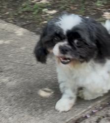 Reunited Unknown Dog last seen Drouet St, Houston, TX 77061, USA, Houston, TX 77061