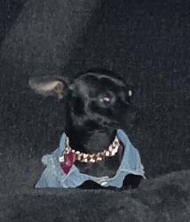 Reunited Female Dog last seen Dennis rd/ josey ln, Dallas, TX 75229