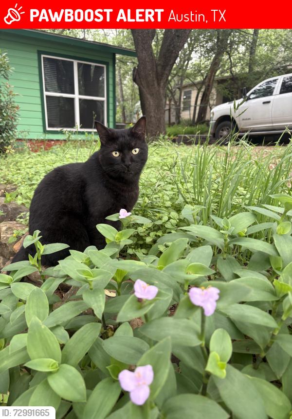 Lost Male Cat last seen Philco and pastel place, Austin, TX 78745