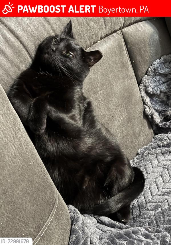 Lost Female Cat last seen Near e 2nd st boyertown Pa, Boyertown, PA 19512