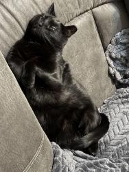 Lost Female Cat last seen Near e 2nd st boyertown Pa, Boyertown, PA 19512