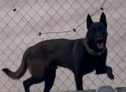 Lost Male Dog last seen Howard and Vulcan, El Paso, TX 79904