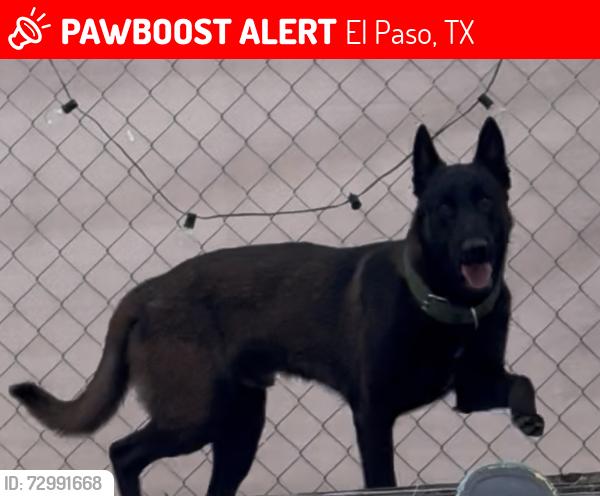 Lost Male Dog last seen Howard and Vulcan, El Paso, TX 79904
