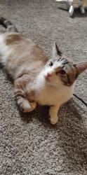 Lost Male Cat last seen Sienna Place apmts, Colorado Springs, CO 80905
