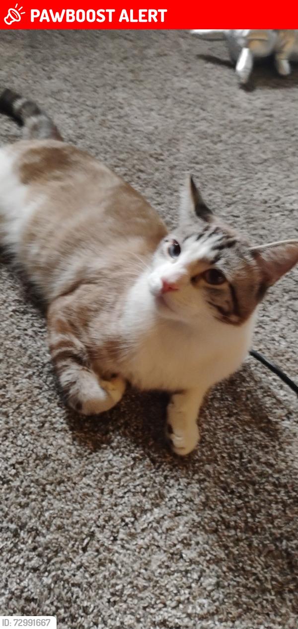 Lost Male Cat last seen Sienna Place apmts, Colorado Springs, CO 80905