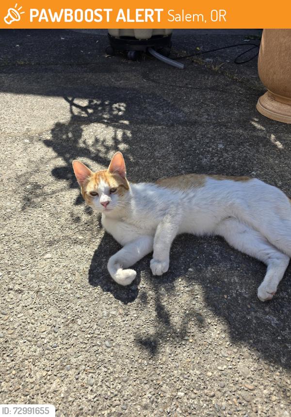 Found/Stray Male Cat last seen South Salem High School, Salem, OR 97302