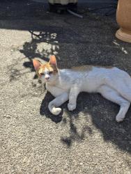 Found/Stray Male Cat last seen South Salem High School, Salem, OR 97302