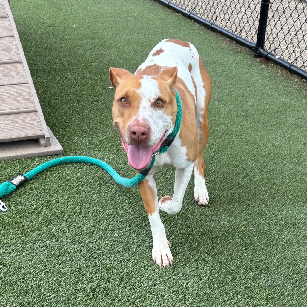 Shelter Stray Female Dog last seen , Animal Care & Control Team of Philly, 111 W Hunting Park Ave, Philadelphia, PA 19140, USA