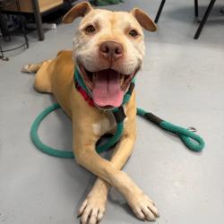 Shelter Stray Male Dog last seen , Animal Care & Control Team of Philly, 111 W Hunting Park Ave, Philadelphia, PA 19140, USA
