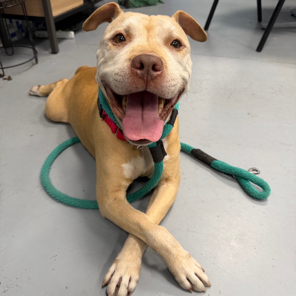 Shelter Stray Male Dog last seen , Animal Care & Control Team of Philly, 111 W Hunting Park Ave, Philadelphia, PA 19140, USA