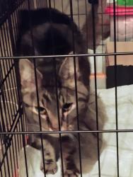 Reunited Female Cat last seen 66th and Deframe , Arvada, CO 80004