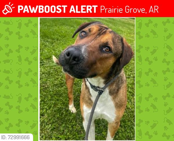 Lost Male Dog last seen Butler Rd and Hwy 62 behind Ranch Storage near The Junk Ranch, Prairie Grove, AR 72753