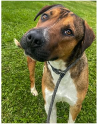 Lost Male Dog last seen Butler Rd and Hwy 62 behind Ranch Storage near The Junk Ranch, Prairie Grove, AR 72753