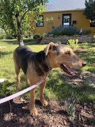 Reunited Male Dog last seen 10th Avenue and J Street , Salt Lake City, UT 84103