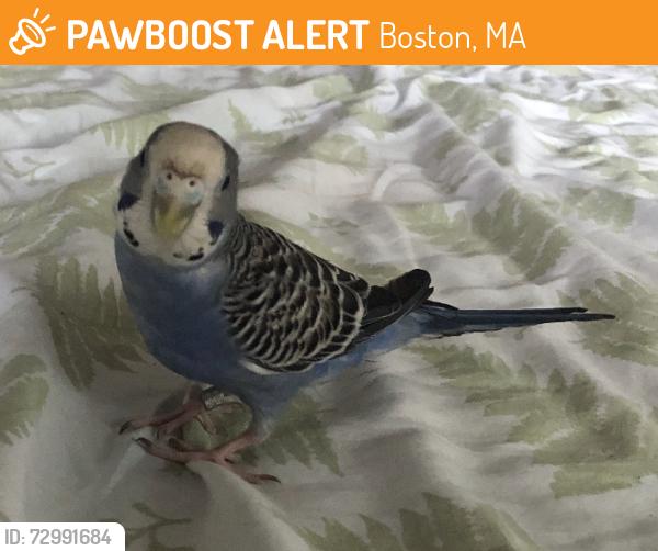 Found/Stray Unknown Bird last seen Pleasant Street @ Howes Street, Boston, MA 02125