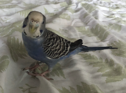 Found/Stray Unknown Bird last seen Pleasant Street @ Howes Street, Boston, MA 02125