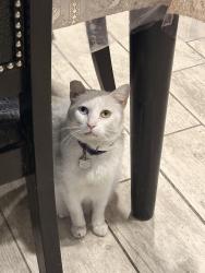 Lost Female Cat last seen Celtic drive and Payton , Horizon City, TX 79928