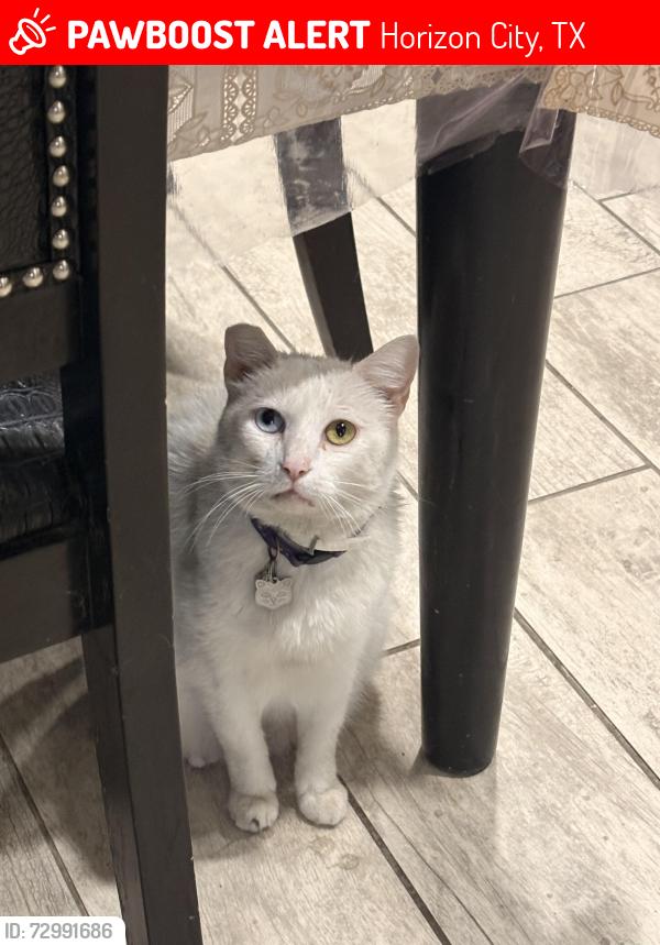 Lost Female Cat last seen Celtic drive and Payton , Horizon City, TX 79928