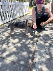 Reunited Female Dog last seen Solita , San Diego, CA 92115