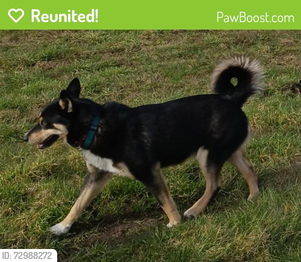 Reunited Male Dog last seen Lafayette and South End , Oregon City, OR 97045