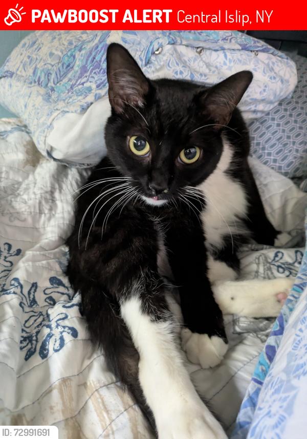 Lost Male Cat last seen Applegate Drive & W Suffolk Avenue, Central Islip, NY 11722