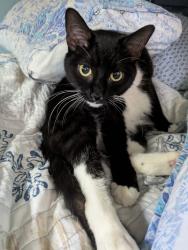 Lost Male Cat last seen Applegate Drive & W Suffolk Avenue, Central Islip, NY 11722