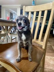 Reunited Male Dog last seen Geranium St, French Valley, CA 92563