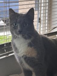 Reunited Female Cat last seen Fontana, CA 92337, USA, Fontana, CA 92337