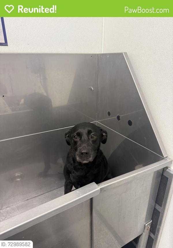 Reunited Male Dog last seen Tilly and old lighthouse ln , Houston, TX 77084