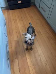 Reunited Female Dog last seen Aragon, Solita & El Cajon blvd. African Alliance thrift store, San Diego, CA 92115