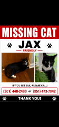 Lost Male Cat last seen Pine Ridge Dr., Cornelius, Cornelius, NC 28031