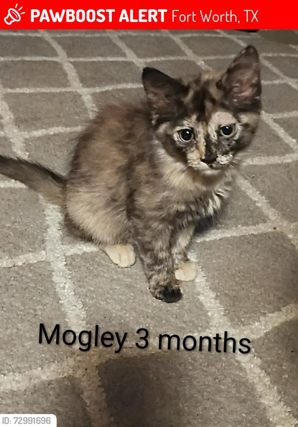 Lost Female Cat last seen Grover ave , Fort Worth, TX 76106
