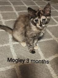 Lost Female Cat last seen Grover ave , Fort Worth, TX 76106