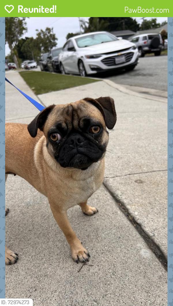 Reunited Female Dog last seen Elaine, Norwalk, CA 90650
