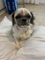 Found/Stray Female Dog last seen Hampshire , Poinciana, FL 34758