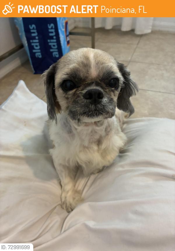 Found/Stray Female Dog last seen Hampshire , Poinciana, FL 34758