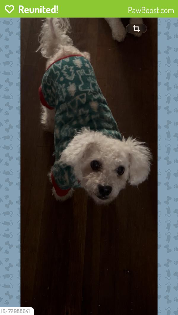 Reunited Male Dog last seen Figueroa 48, Los Angeles, CA 90037