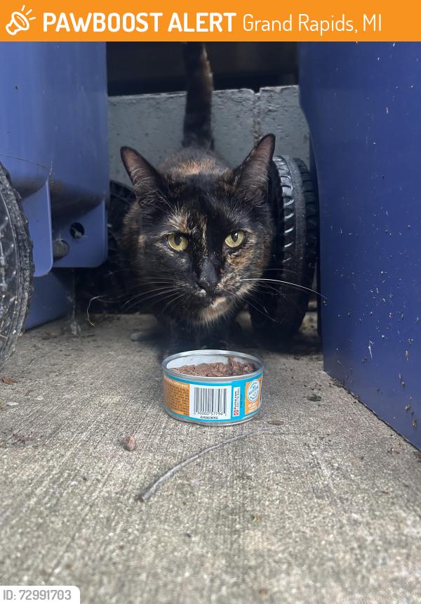 Found/Stray Female Cat last seen Queen/Sweet, Grand Rapids, MI 49505