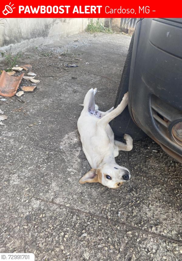 Lost Female Dog last seen Rua estrada da ladeira , Cardoso, MG 35450-000